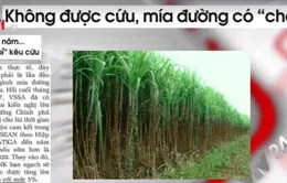 Không được cứu, mía đường có "chết"?