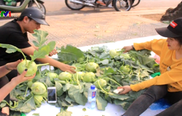 Hải Dương: Đoàn thanh niên Tứ Kỳ "giải cứu" su hào