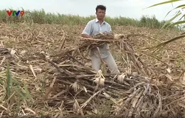 Tư thương bỏ chạy, nông dân nuốt nước mắt đốt mía