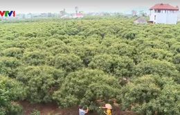 Xây dựng thương hiệu nông sản để tăng giá trị