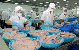 Xuất khẩu thủy sản tăng mạnh từ đầu năm