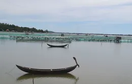 Phú Yên: Hơn 300ha mặt nước đầm Ô Loan bị lấn chiếm