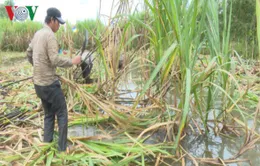 Chất chồng khó khăn ở vùng nguyên liệu mía