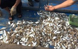 Vụ cá biển chết ở Quảng Trị: Mẫu cá kiểm nghiệm nằm trong ngưỡng an toàn