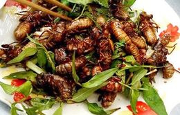 Ve sầu chiên giòn - món khoái khẩu ở Lào