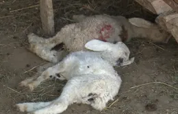 Những đàn cừu chờ chết ở vùng tâm hạn của Ninh Thuận