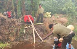 Tiềm ẩn nguy cơ cháy cao tại rừng U Minh Hạ, Cà Mau