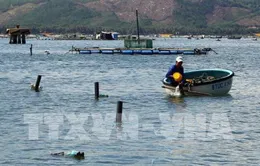 Hội thảo phát triển nuôi tôm bền vững