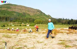 Lý Sơn vào vụ thu hoạch tỏi