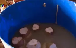 Quảng Nam: Phát hiện cơ sở dùng hóa chất tẩy trắng dừa, nước ngâm bốc mùi hôi thối