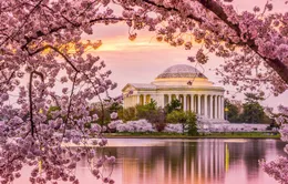Mùa hoa anh đào nở rộ ở Washington, Mỹ