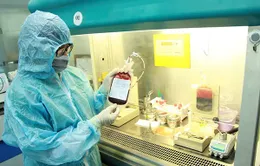 320 ca ghép tế bào gốc tạo máu đã được triển khai