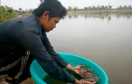 Nông dân lo lắng tìm đầu ra cho tôm thẻ chân trắng