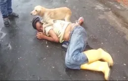 Chủ say xỉn nằm giữa đường, chú chó nhất quyết không cho ai đánh thức