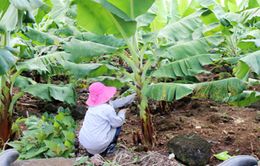 Phụ nữ vùng cao Thừa Thiên Huế với phong trào "Mỗi hố rác một cây xanh"