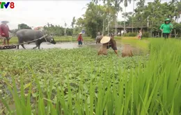 Phát triển du lịch sinh thái bền vững gắn với nông nghiệp, nông thôn