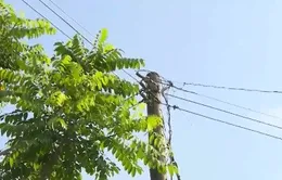 Khổ vì đường dây điện bủa vây đất nhà