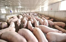 Giá lợn hơi tăng kỷ lục, người chăn nuôi cần cảnh giác, tránh tái đàn ồ ạt