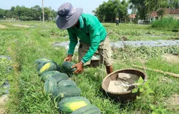 Quảng Nam: Dưa hấu được mùa được giá, người dân vẫn lo lắng