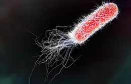 Dịch nhiễm khuẩn E.coli lây lan nhanh toàn nước Mỹ