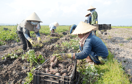 Nông dân Gia Lai thua lỗ do trồng khoai lang Nhật tự phát