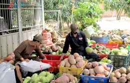 An Giang xuất khẩu lô xoài ba màu đầu tiên sang Australia