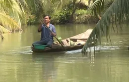 Làm giàu nhờ nuôi tôm trong vườn dừa