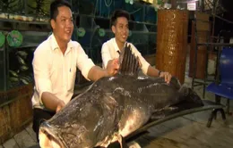 Bắt được cá lăng nặng hơn 100kg trên sông Tiền
