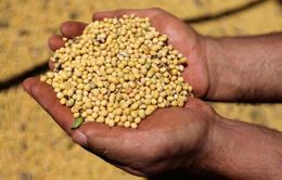 Trung Quốc chưa thể thay thế nguồn cung đậu nành Mỹ