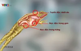 Trẻ suy dinh dưỡng có nên cho ăn thịt cóc?