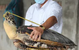 Trừng phạt nghiêm khắc đối tượng mua bán, tàng trữ số lượng lớn xác rùa biển nguy cấp, quý hiếm