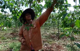 Chanh dây tăng giá, nông dân lại ồ ạt trồng