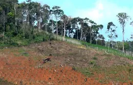 Thanh tra công tác quản lý, sử dụng đất nông, lâm nghiệp tại Đắk Nông