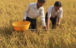 Nhiều địa phương đẩy mạnh sản xuất lúa hữu cơ