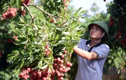 Quả vải Việt Nam được thế giới ưa chuộng