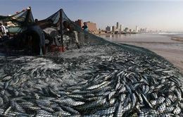 Indonesia kêu gọi thế giới chống nạn đánh bắt hải sản trái phép