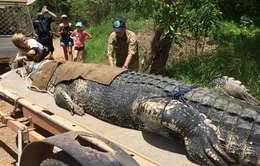 Australia: Bắt cá sấu khổng lồ nặng 600kg