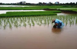 Giải pháp cứu lúa bị ngập úng do mưa bão
