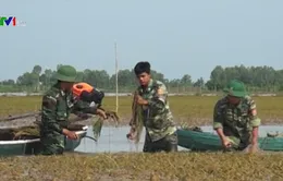 An Giang khẩn trương cứu lúa ngập lũ