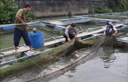 Tiêu điểm: Cá nuôi chết hàng loạt và bài học quy hoạch nuôi thuỷ sản