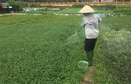 Phun thuốc trừ sâu: người trồng rau loay hoay, người tiêu dùng vẫn có nguy cơ bị đầu độc