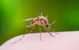 Dịch do virus Tây sông Nile bùng phát tại Italy và Hy Lạp