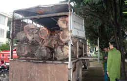 Lâm Đồng: Bắt quả tang xe tải chở gỗ lậu