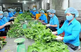 Nhiều giải pháp phát triển 15.000 hợp tác xã nông nghiệp hiệu quả