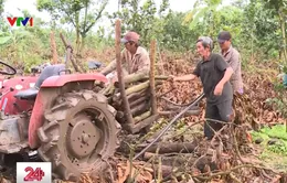 Bất thường trong hỗ trợ mất mùa cho bà con ở Đồng Nai