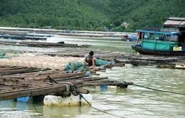 Nguy cơ tái diễn thiệt hại do thiên tai ở vùng nuôi thủy sản