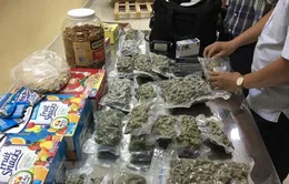 Thu giữ lô hàng hơn 5kg cần sa tại sân bay Tân Sơn Nhất