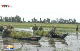 Bộ đội Biên phòng Kiên Giang giúp dân thu hoạch lúa chạy lũ