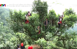 Chuyện nhà nông với nông nghiệp: Chuyện về cây chè shan tuyết cổ thụ ở Hoàng Su Phì