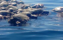 Rùa biển quý hiếm chết hàng loạt tại Mexico